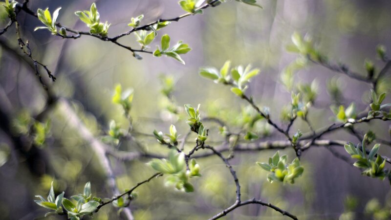 Tree Branches with New Leaves — Green