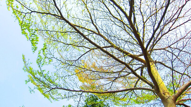 Tree Branches with New Leaves