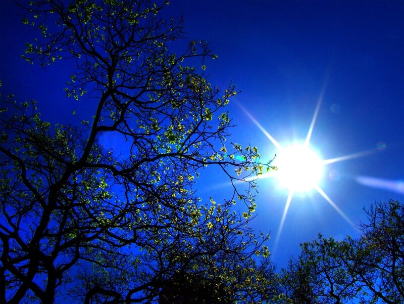 Tree Branches with Sun