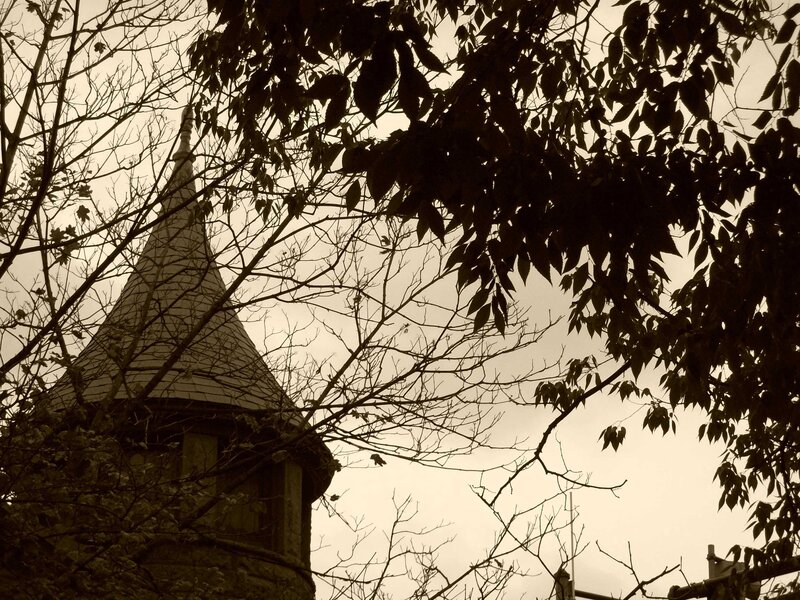 tree branches with tower