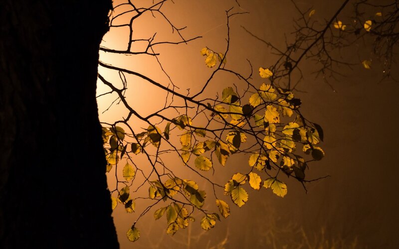 Tree Branches with Yellow Leaves — Dramatic