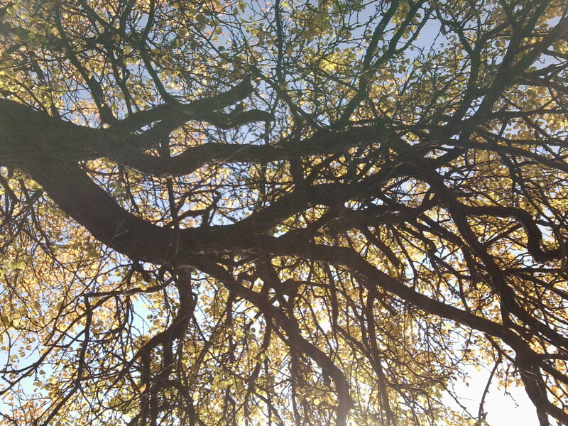 Tree Branches with Yellow Leaves — Serene