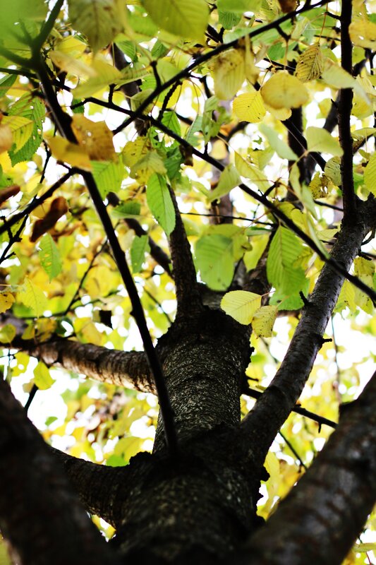 tree branches with yellow leaves