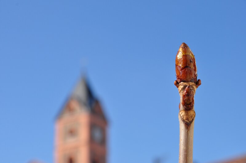 Tree Bud in Focus