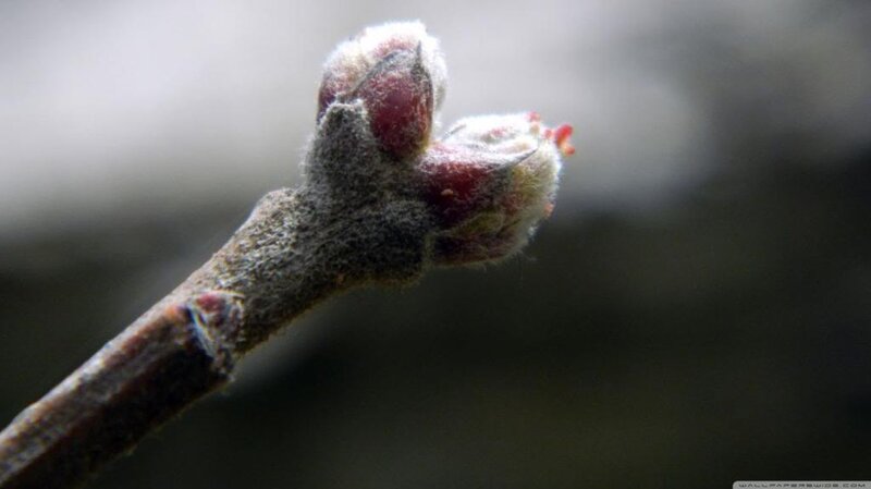 Tree Bud on Branch
