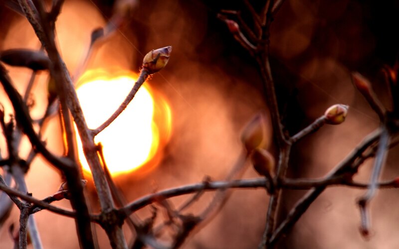 Tree Buds at Sunset