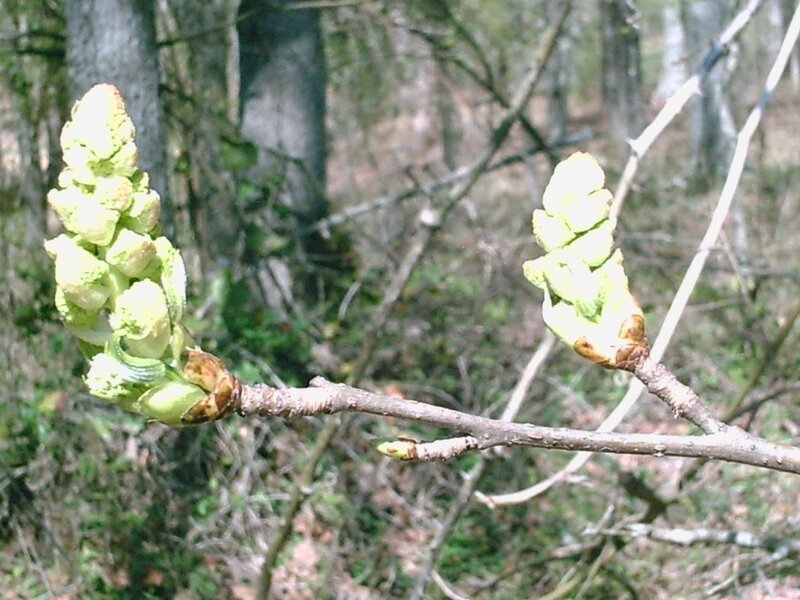 tree buds in early spring