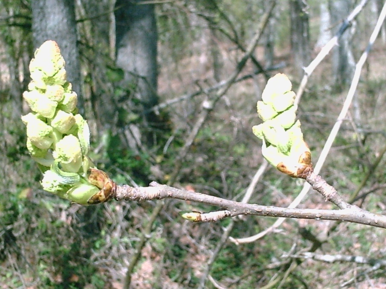 tree buds in early spring