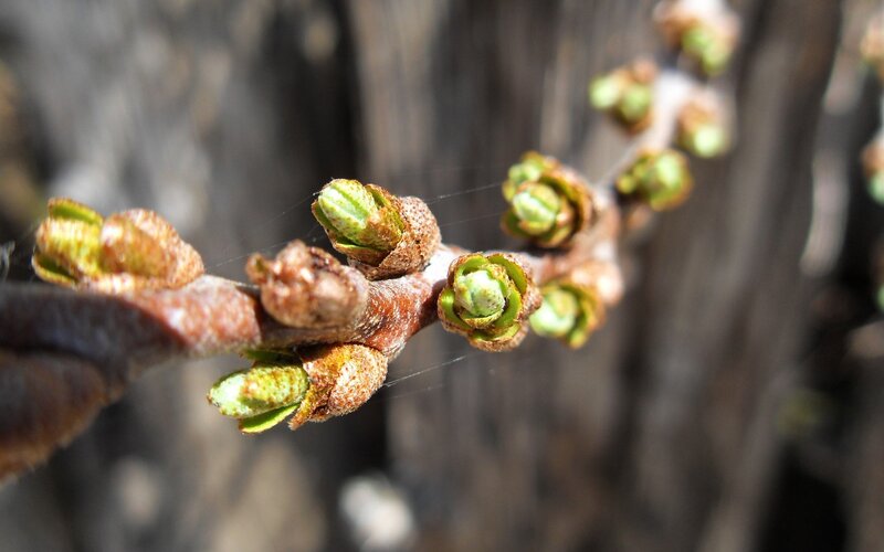 Tree Buds on a Branch — Brown