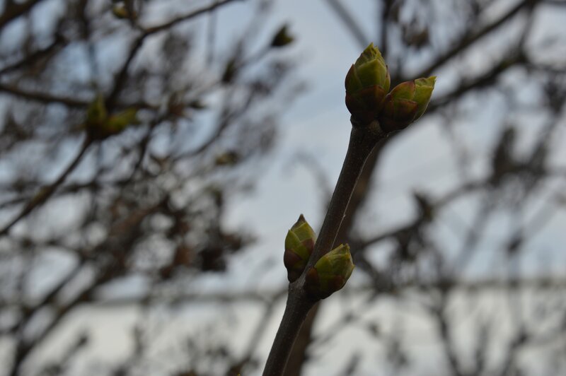 Tree Buds on a Branch — Green, Calm