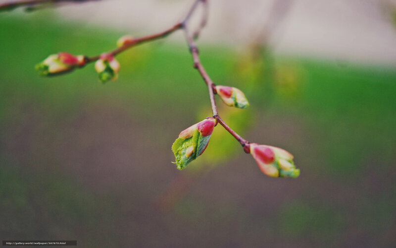 Tree Buds on a Branch — Green