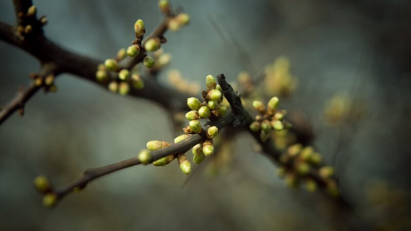 Tree Buds on Branch — Brown