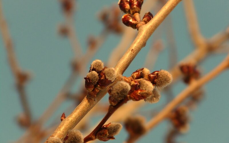 Tree Buds on Branch