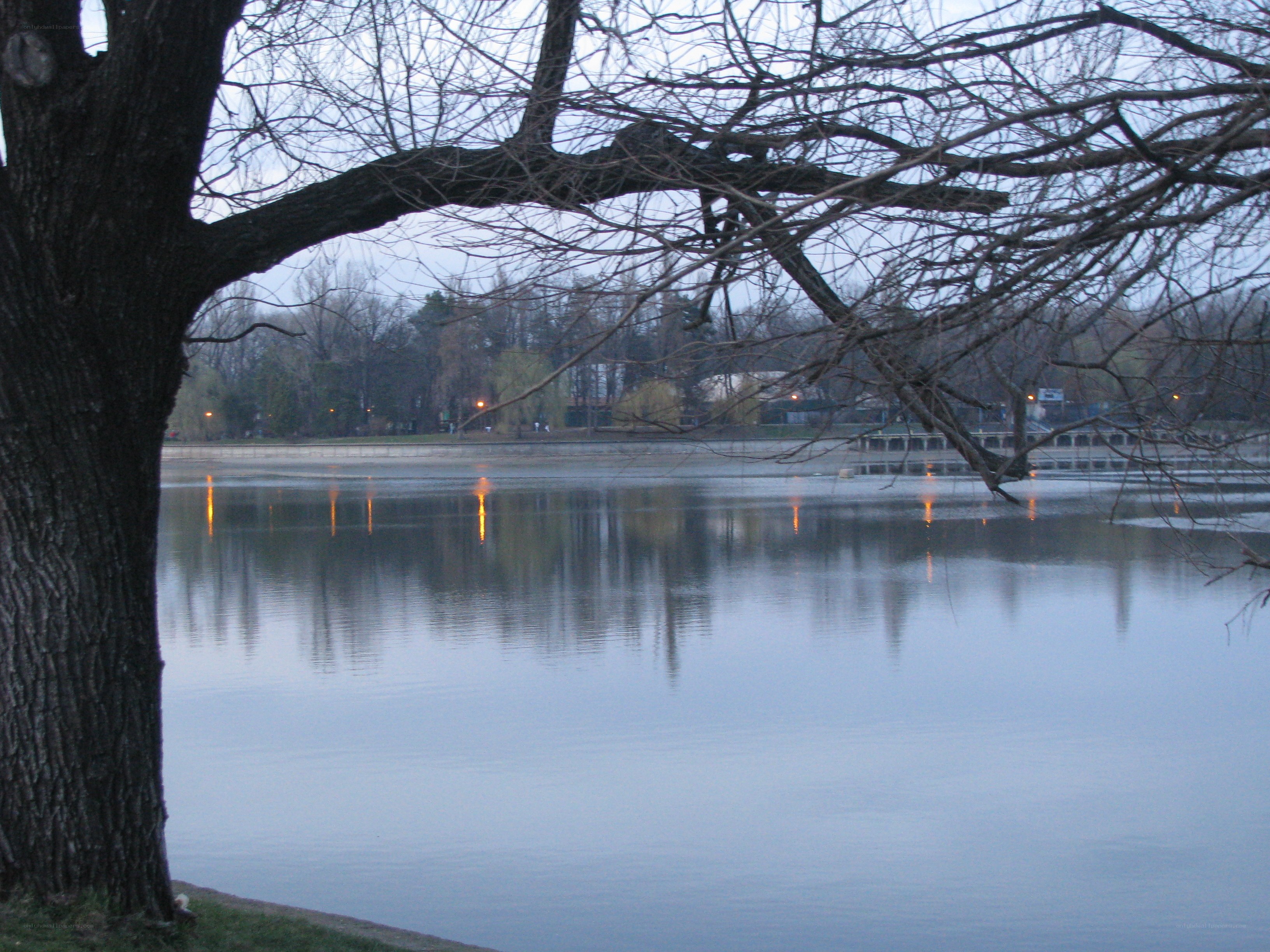 Tree by a calm lake at dusk
