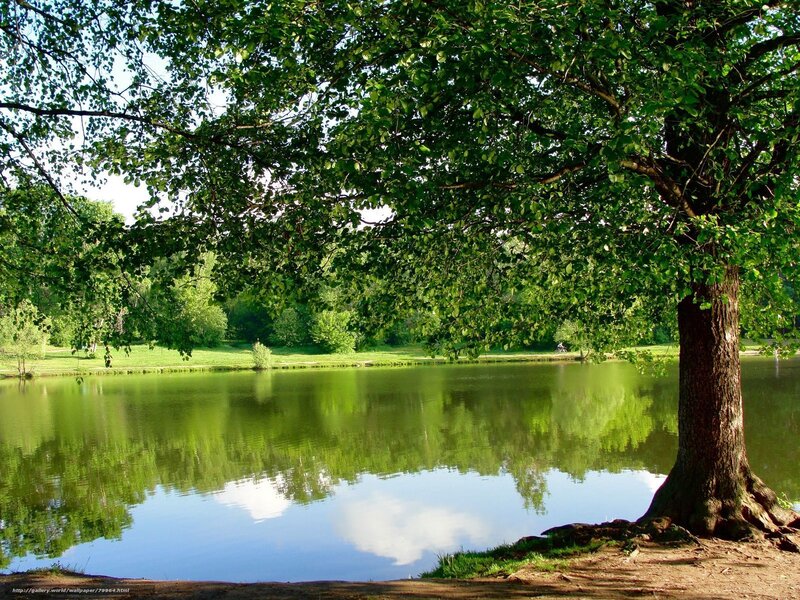 Tree by a calm lake