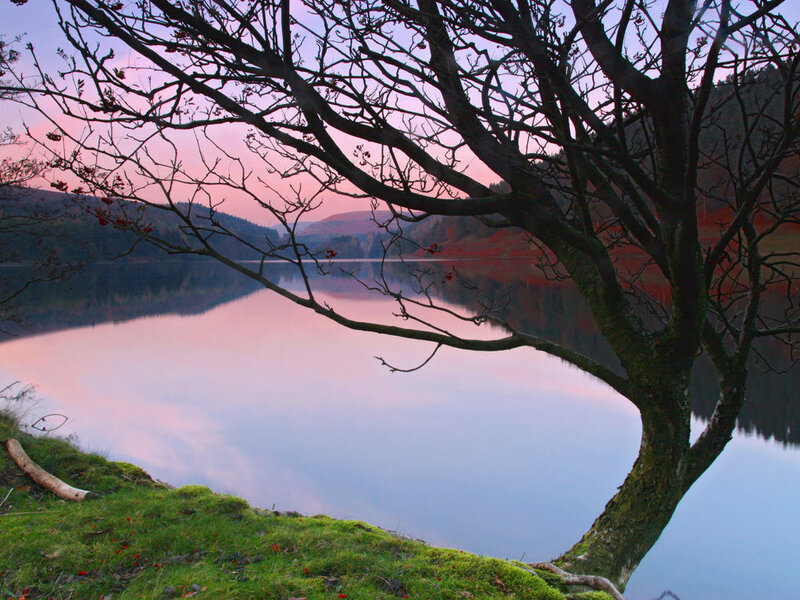 Tree by a lake at sunset