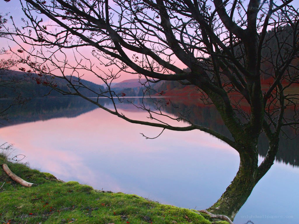 Tree by a lake at sunset