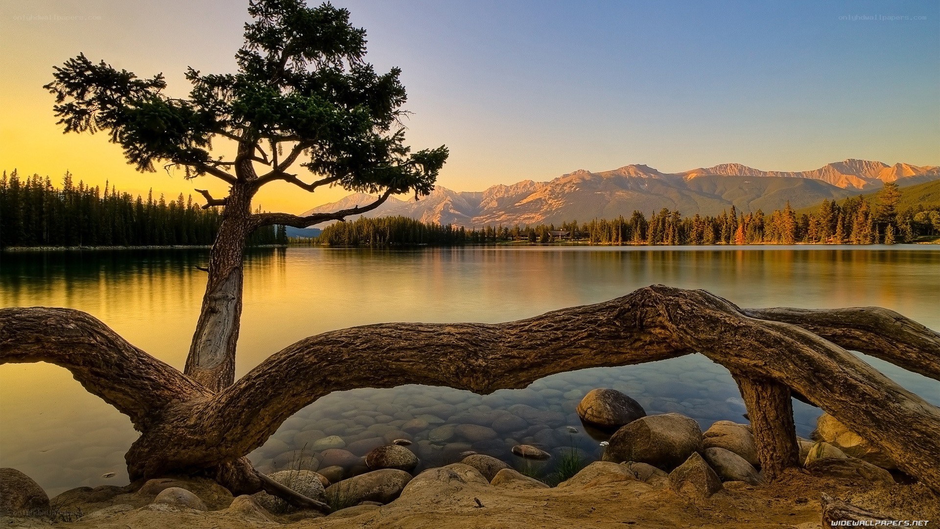Tree by a lake at sunset