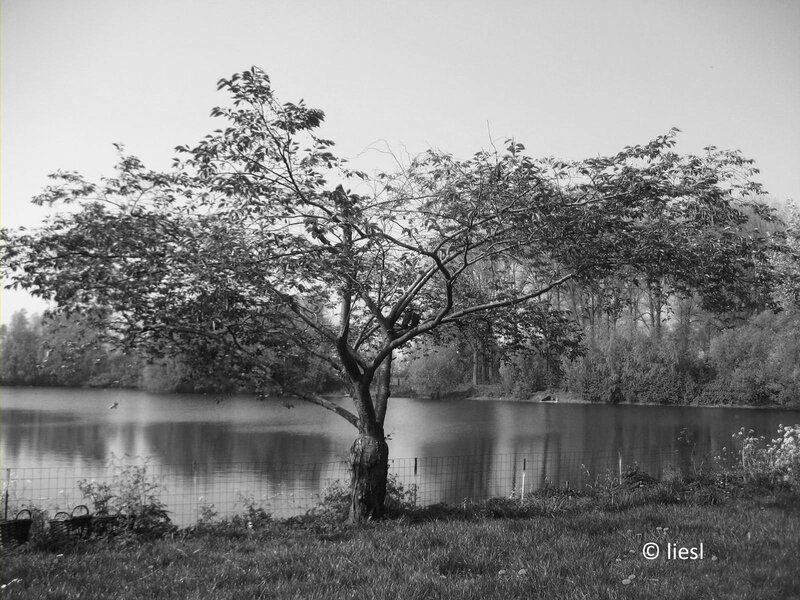 Tree by a Lake — Black