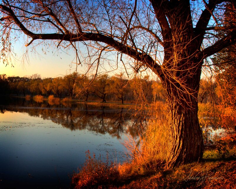 Tree by a Lake — Blue