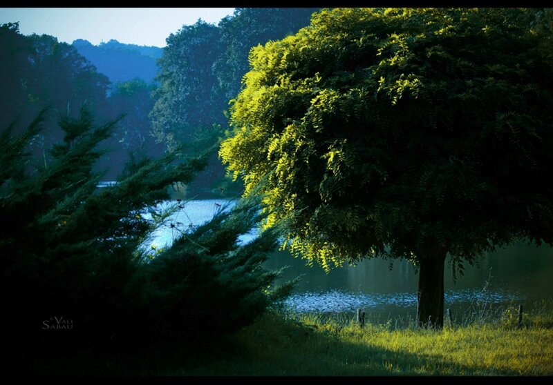 Tree by a Lake — Green