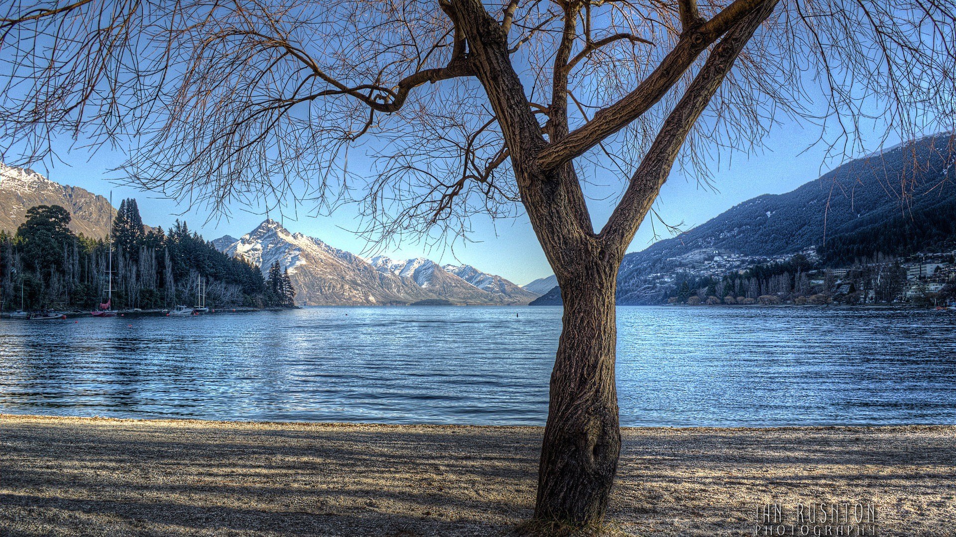 Tree by a lake with mountains