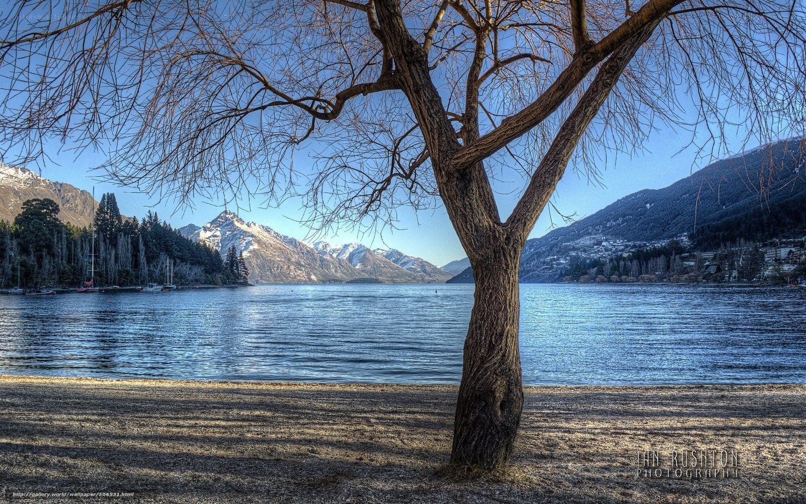 Tree by a lake with mountains