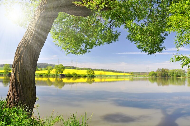 Tree by a lake with yellow fields