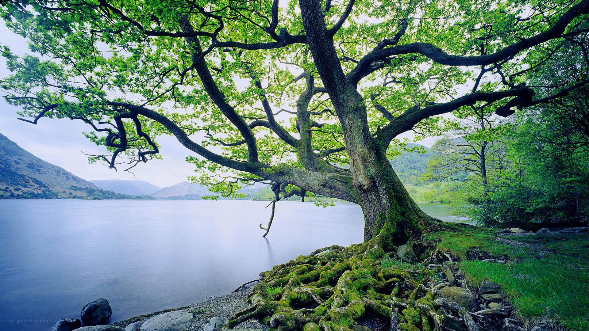 Tree by a lake