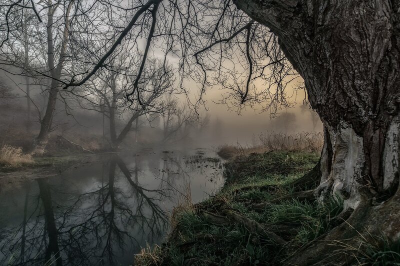 Tree by a Misty River