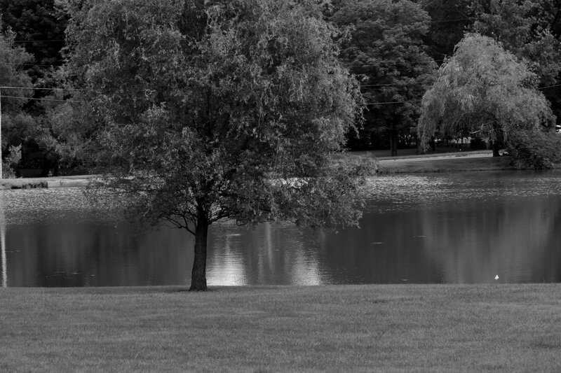 Tree by a Pond — Black