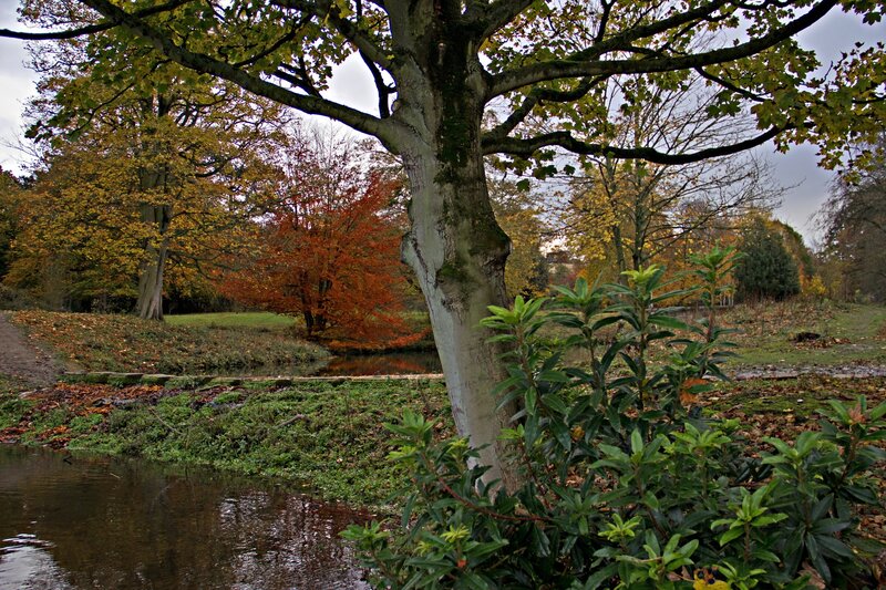 Tree by a Pond — Green, Serene, Autumn