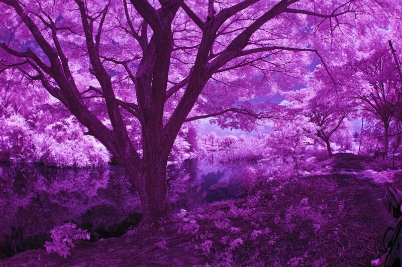 Tree by a Pond — Purple