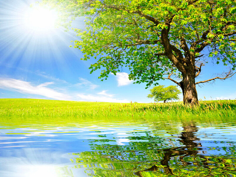 Tree by a Pond