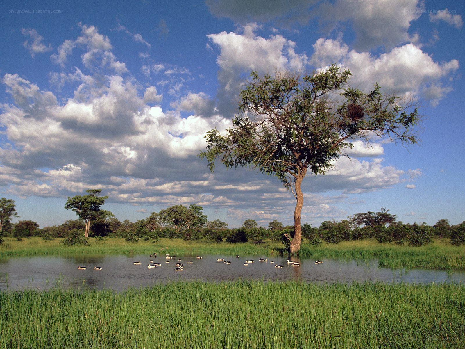 Tree by a pond with birds