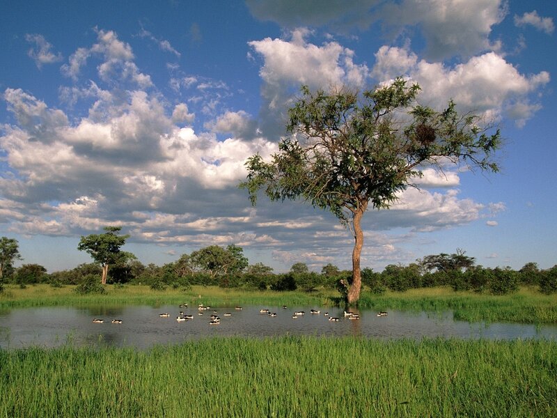 Tree by a pond with birds