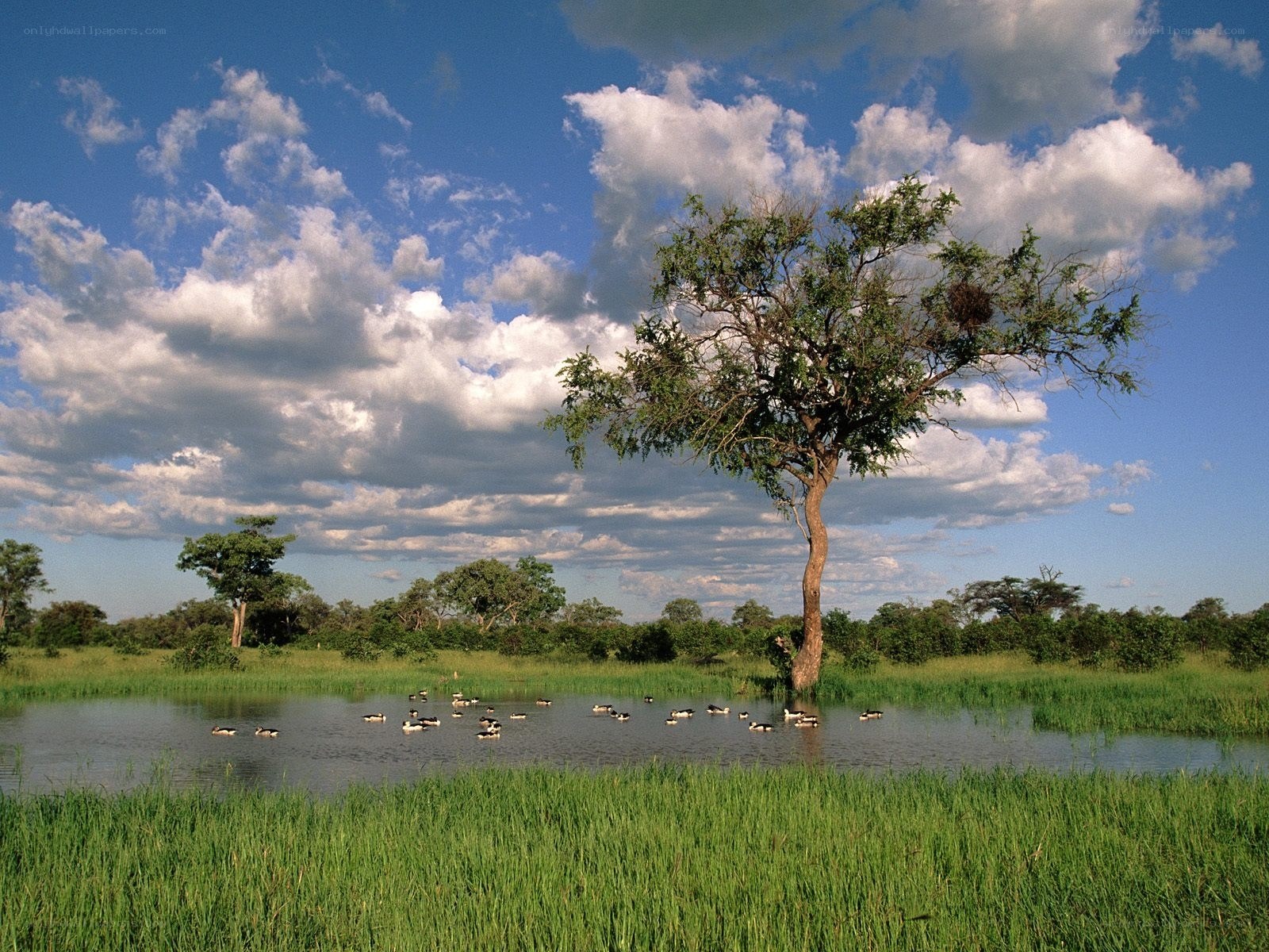 Tree by a pond with birds