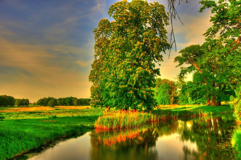Tree by a River — Green, Serene