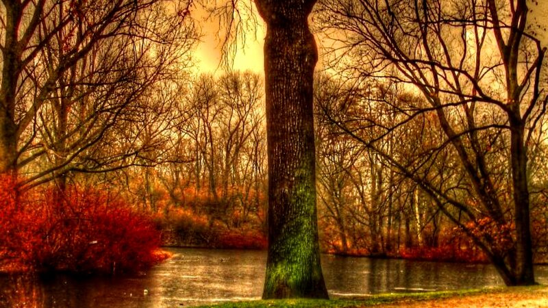 Tree by a River