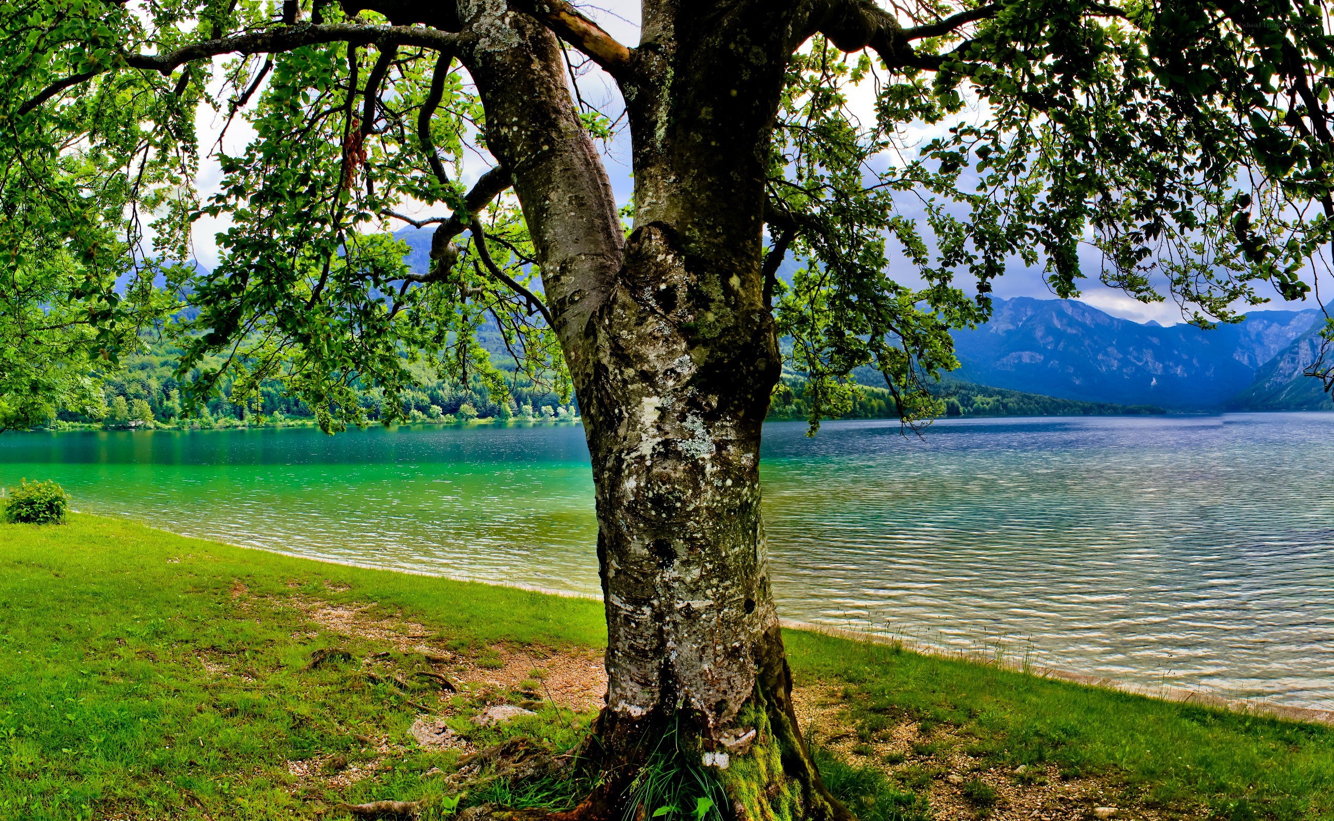 Tree by a serene lake