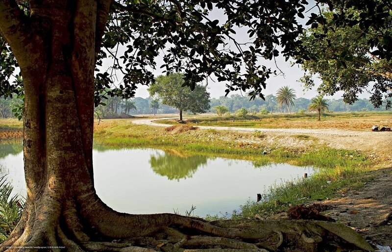 Tree by a tranquil pond