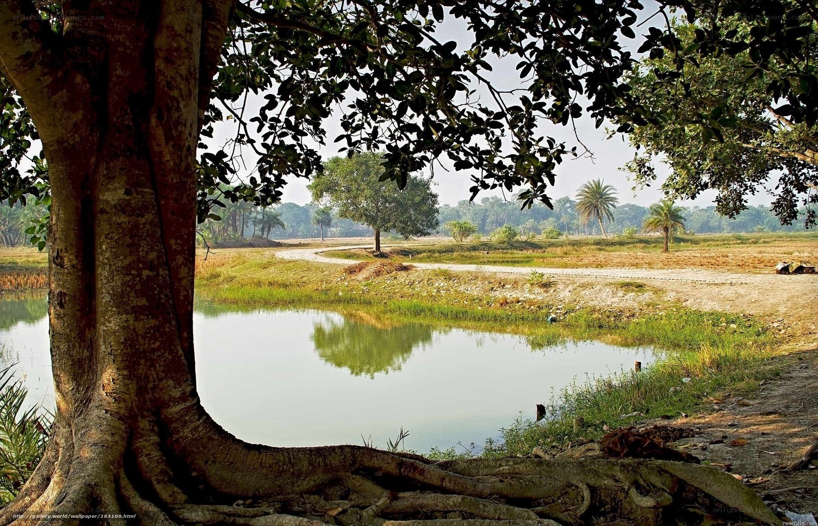 Tree by a tranquil pond