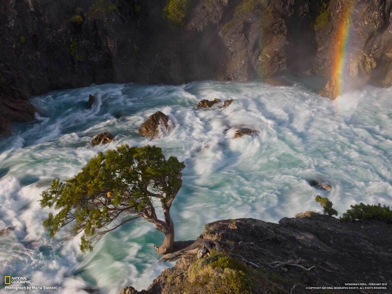 Tree by a turbulent river