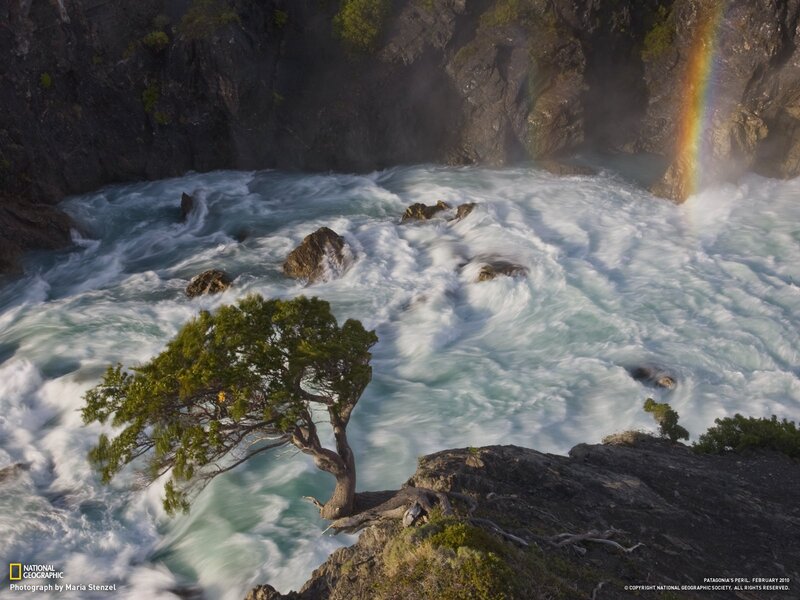 Tree by a turbulent river