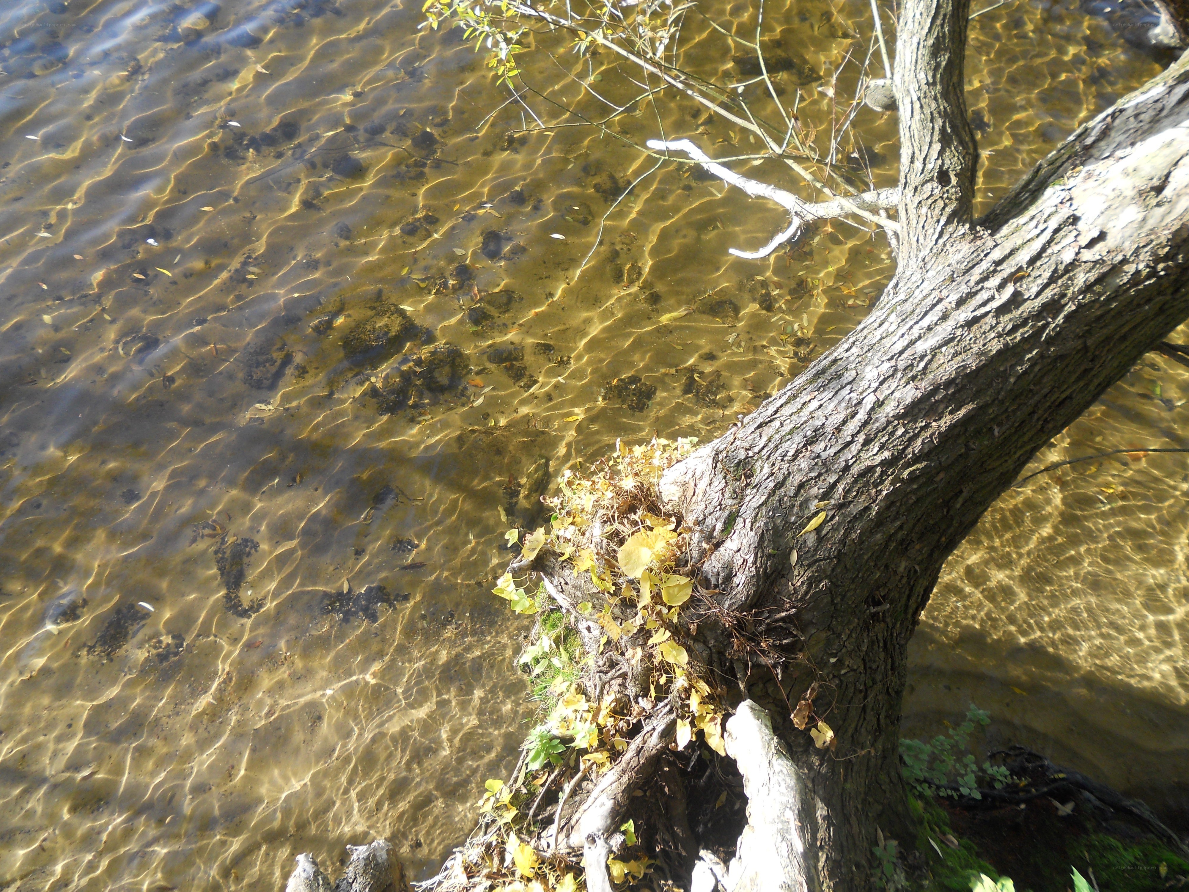 tree by clear river water