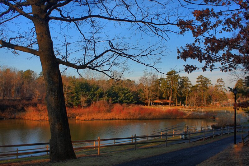 Tree by Lake at Dusk