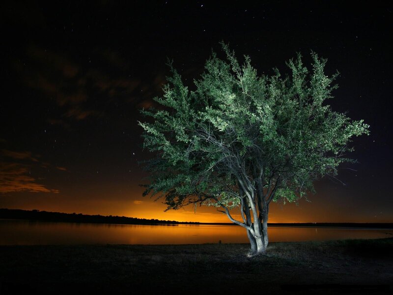Tree by Lake at Night