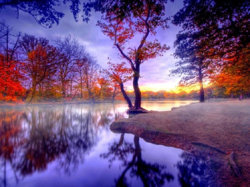 Tree by Lake at Sunset — Blue
