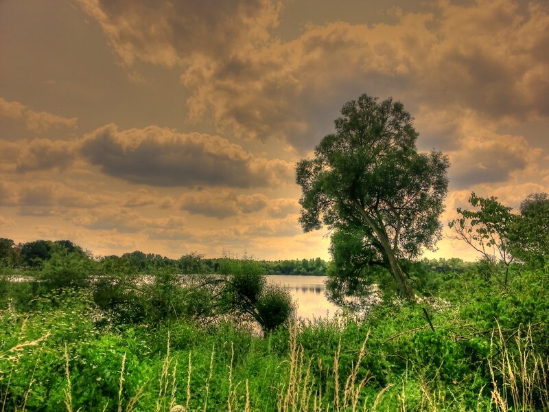 Tree by Lake at Sunset — Green, Dramatic
