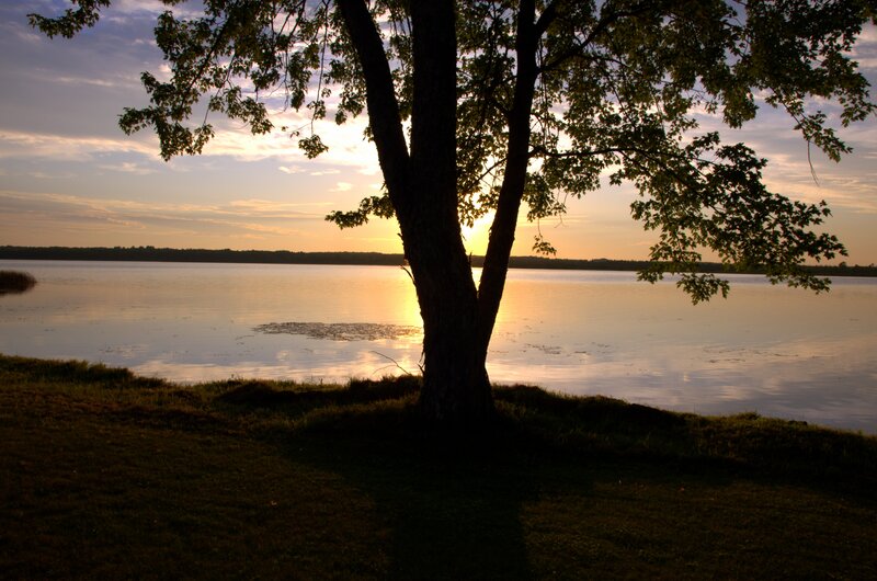 Tree by Lake at Sunset — Green, Serene, Photograph, Sky